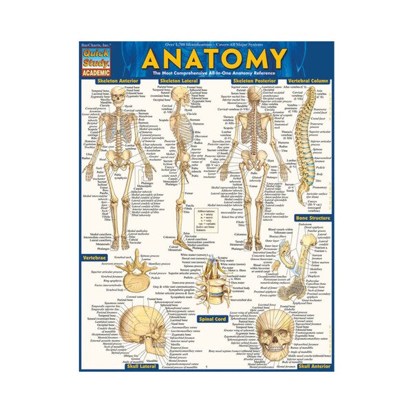 Anatomy - Quick Study Guide